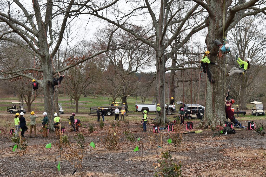 tree removal