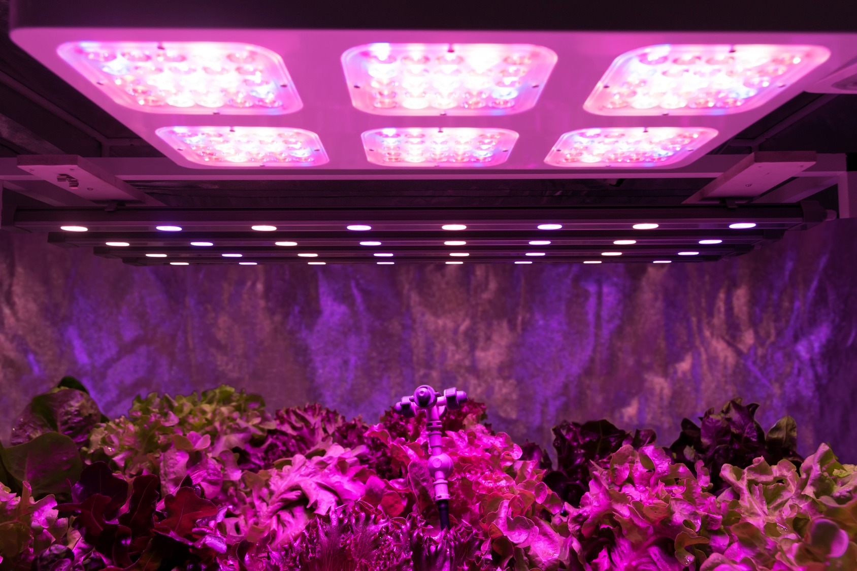 Led Grow Lights