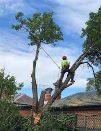 arborist Melbourne