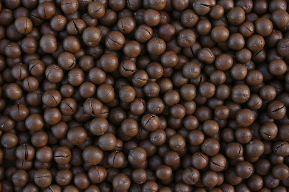 macadamia nuts