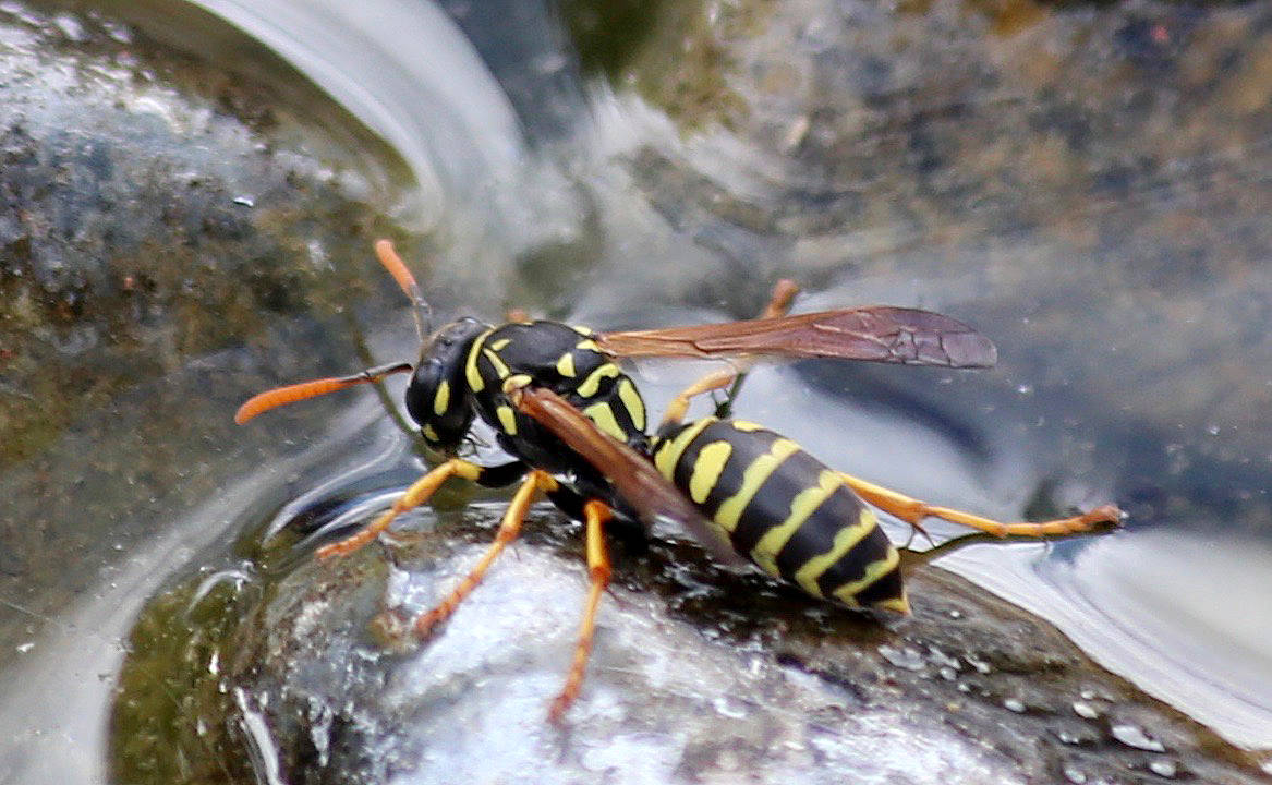 wasp control Melbourne