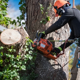 Tree Loppers Logan