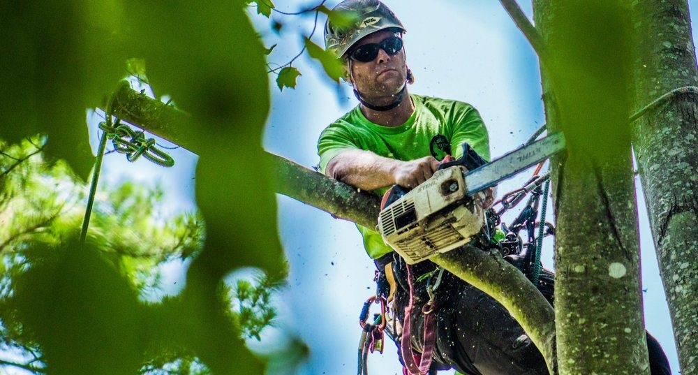 tree removal Melbourne